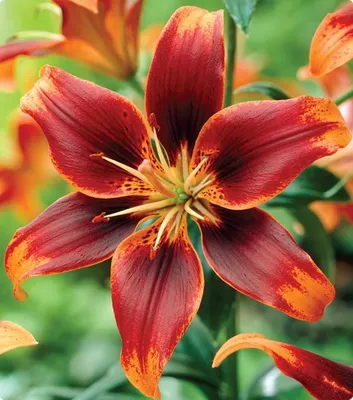 Produktbild von 5x Frische Blumenzwiebeln Aiatische Lilien " Forever Summer " orange. *Rarität*