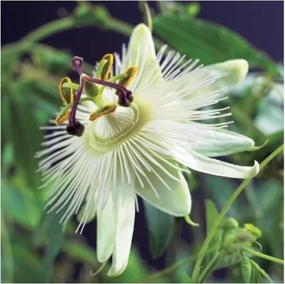 Produktbild von Winterharte Passionsblume Constance Elli ca. 30 cm - exotische Schönheit - mehrjährige Kletterpflanze