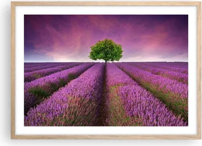 Produktbild von Gerahmtes Poster - Rahmen in heller Eiche - Wiese lavenda Sommer Landschaft - 70x50 cm - Wand Bild - Wanddeko - Wandbilder - Wandposter - Bilderrahmen - Bilder - Kunstdruck - P2NAA70x50-2605