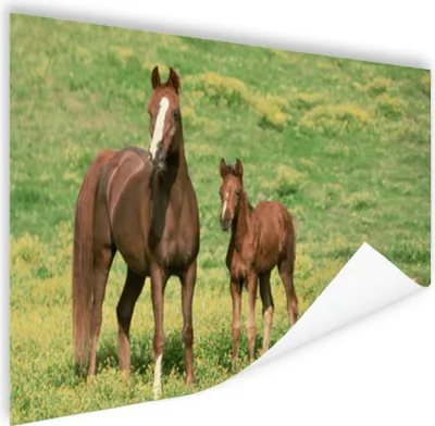 Produktbild von MuchoWow® Poster Pferde - Gras - Braun 60x40 cm - Schlafzimmerdekoration