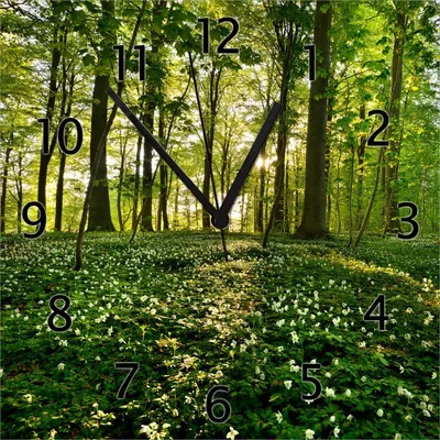 Produktbild von Wallario Design Wanduhr Waldanemonen und Sonnenstrahlen im Wald aus Echtglas, Größe 30 x 30 cm