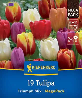 Produktbild von Kiepenkerl Mega-Pack Triumph-Tulpen Mischung Tulipa hybrids 19 Zwiebeln