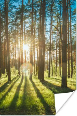 Produktbild von MuchoWow® Poster Sonne - Bäume - Landschaft - Gras 120x180 cm - Kunstposter