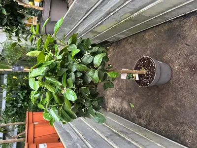 Produktbild von Limette Citrus aurantifolia 80-100 cm Blüten Zitrusbaum Lime Obst Pflanze lecker Baum Hochstamm