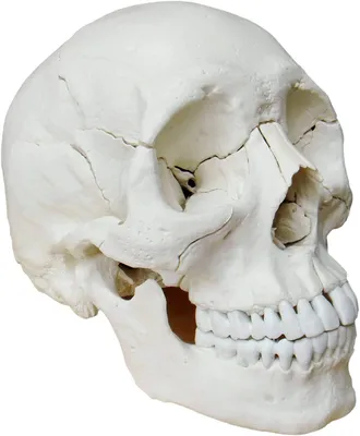 Osteopathie Schädelmodell, 22-teilig, anatomisch, lebensgroß