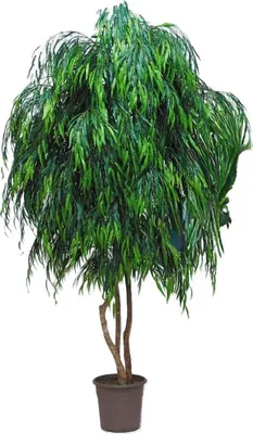 Produktbild von artplants.de Kunst Trauerweide NADESCHA, Naturstämme, grün, crossdoor, 275cm -  Italy - Künstlicher Baum