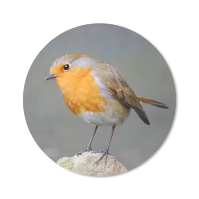 Produktbild von MuchoWow® Mauspad Mousepad Vogel - Rotkehlchen - Felsen 50x50 cm - Mousepads - Maus Mat - Pad - Mausunterlage - Vinyl