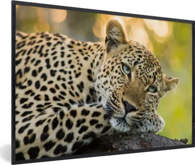 Produktbild von MuchoWow® MuchoWow® Gerahmtes Poster Leopard - Natur - Sonnenuntergang 90x60 cm - Poster mit zchwarzem Bilderrahmen - Fotorahmen - Foto-Plakat