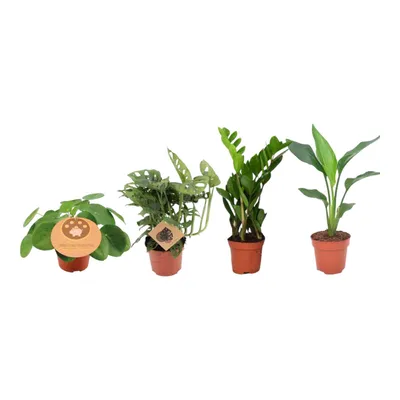 Obrázek produktu pro Trendyplants - 4 nezbytné pokojové rostliny - Monstera - Zamioculcas - Strelitzia - Výška 20-40 cm - Velikost květináče Ø12cm