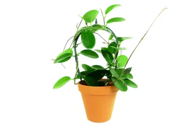 Produktbild von Gardneria, Hoya australis, Topfgröße: 12 cm Durchmesser