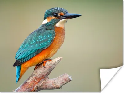 Produktbild von MuchoWow® Poster Vogel - Eisvogel - Zweig 160x120 cm - Foto Plakat