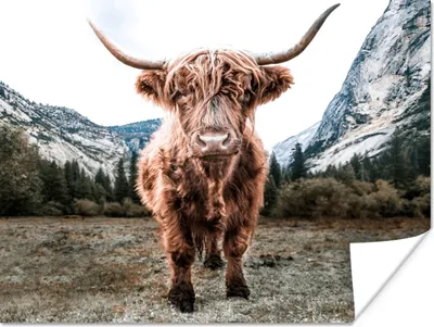 Produktbild von MuchoWow® Poster Schottischer Highlander - Berg - Tiere 120x90 cm - Wandbild