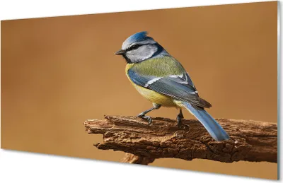 Produktbild von Glasbilder 100x50 Wandkunst Vogel