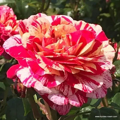 Obrázok produktu pre Kordes Beetrose – Rosa 'Abracadabra'®