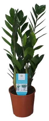 Produktbild von Zamioculcas Zamiifolia - 45-55cm - Ø14cm - Zimmerpflanze - Immergrün