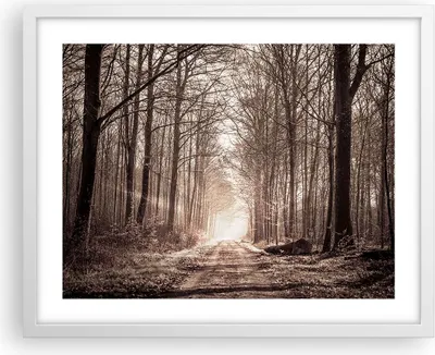 Produktbild von Gerahmtes Poster - Weißer Rahmen - Wald Straße Baum - 50x40 cm - Wand Bild - Wanddeko - Wandbilder - Kunstposter - Wandposter - Bilderrahmen - Bilder - Kunstdruck - Wandbild - P2WAA50x40-3620