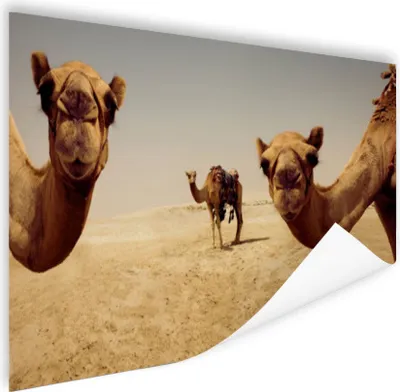 Produktbild von MuchoWow® Poster Kamele in Doha Gatar 120x80 cm - Bilder