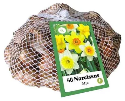Obrázok produktu pre Zmiešaná sadenica narcisov (40 kusov) | Žiarovky narcisov od spoločnosti Jub Holland