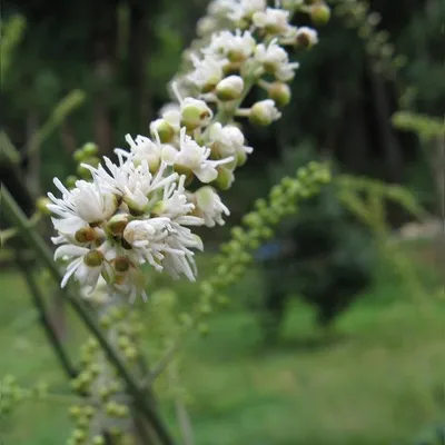 Productafbeelding van 6 x Christophskraut - Actaea acerina (Cimicifuga) | Pot van 9x9 cm
