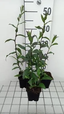 Obrázek produktu pro 6 x Aster laevis 'Calliope' - Podzimní astra - květináč 9 x 9 cm