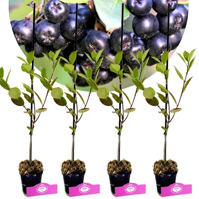 Obrázok produktu pre Sada 4 čiernych bobúľ arónie – Aronia prunifolia „Nero“ – výška 25 cm – črepník 9 cm