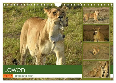 Produktbild von Löwen - gross und klein (Wandkalender 2027 DIN A4 quer), CALVENDO Monatskalender