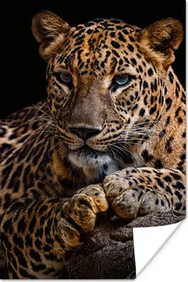Produktbild von MuchoWow® Poster Wildtiere - Panther - Porträt - Schwarz - Tiere 120x180 cm - Kunstposter