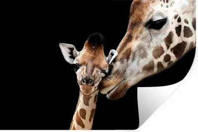 Produktbild von MuchoWow® Wandtattoo Wandsticker Wandaufkleber Giraffe - Tiere - Schwarz - Porträt - Tiere 60x40 cm Selbstklebend und Repositionierbar - Wierderverwendbar - Selbstklebend