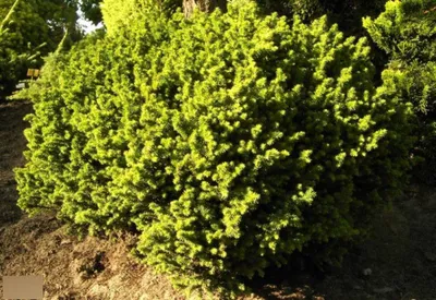 Produktbild von Zwerg-Sicheltanne Vilmoriniana - Cryptomeria japonica - 20-25cm