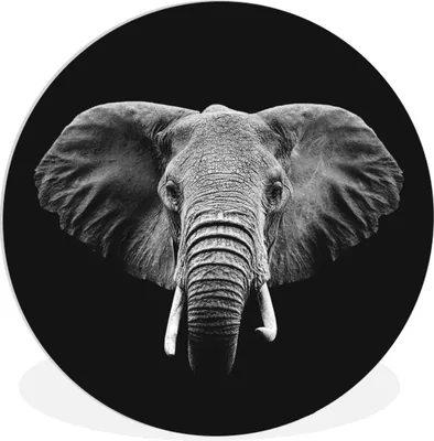 Produktbild von MuchoWow® Rundes Wandbild - Runde Bilder Elefant - Tiere - Schwarz - Weiß Ø 90 cm Kreis Wanddekoration Kunststoff - Wandkreis - Wandschmuck - Wand-Kreis - Wohnzimmer - Bild - Runde - Wanddeko - Dibond - Kunstdrucke