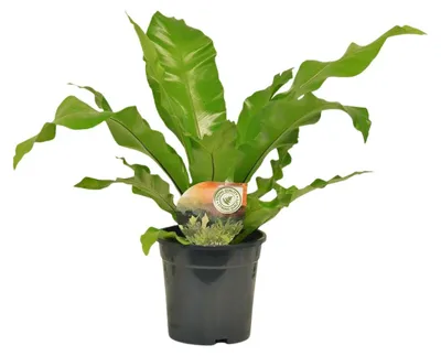 Zdjęcie produktu dla Asplenium Nidus - 50-60cm - Ø17cm - Roślina doniczkowa - Zimozielony