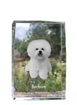 Image de Bichon frisé - cristal avec photo de chien, photo dans le verre, exposition moderne de photos de la marque Art-Dog