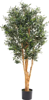 Produktbild von aplanta Künstlicher Olivenbaum – Lysandra | 150 cm, Echtholzstamm, UV-beständig, für drinnen, Kunstbaum, wie echt, Allergiker geeignet, pflanzliche Dekoration Praxis, Office & Wohnzimmer