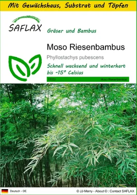 Produktbild von SAFLAX Anzucht Set - Moso Riesenbambus - Phyllostachys pubescens - 20 Samen - Mit Mini-Gewächshaus, Anzuchtsubstrat und 2 Töpfen