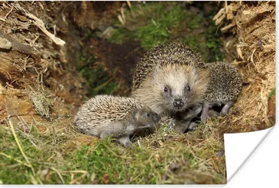 Produktbild von MuchoWow® Poster Baby-Igel in der Natur 30x20 cm - Plakate - Print