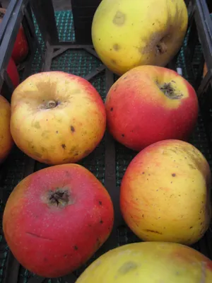 Produktbild von Malus Rheinischer Winterrambur - Winterapfel - 120 cm Stamm