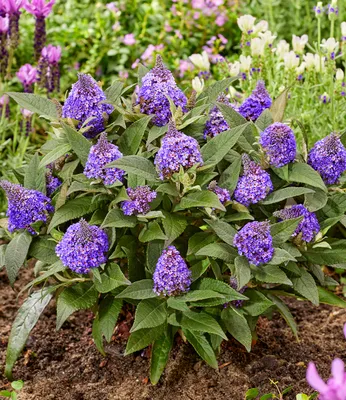 Produktbild von BALDUR Garten Zwerg-Schmetterlingsflieder 'Little Rockstars®' blau,1 Pflanze, super kompakt, niedriger Wuchs, blüht monatelang, für Terrasse & Balkon, duftende Blüten, winterhart & pflegeleicht