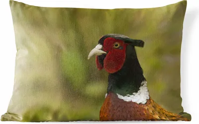 Produktbild von MuchoWow® Outdoor Kissen - Fasan - Landschaft - Porträt - 60x40 cm - Wetterfest - Lounge Kissen - Zierkissen - Kissen für Innenräume