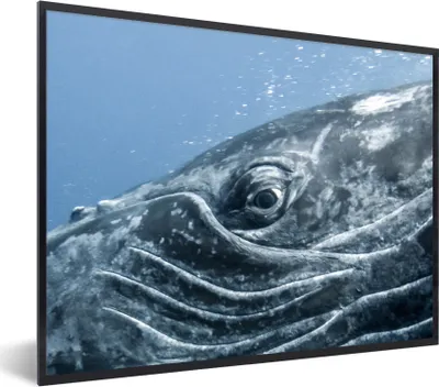 Produktbild von MuchoWow® MuchoWow® Gerahmtes Poster Wasser - Tiere - Buckelwal 80x60 cm - Poster mit zchwarzem Bilderrahmen - Schwarzem - Mit Gestell