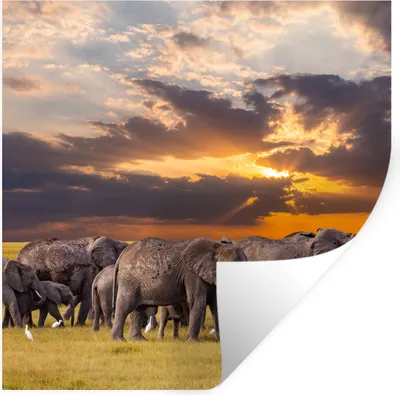 Produktbild von MuchoWow® Wandtattoo Wandsticker Wandaufkleber Elefant - Tiere - Gras - Sonnenuntergang - Natur 100x100 cm Selbstklebend und Repositionierbar - Wierderverwendbar - Selbstklebend