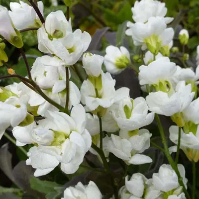 Produktbild von 6 x Gänsekresse  - Arabis caucasica 'Bakkely'  | Topf 9cm x 9cm
