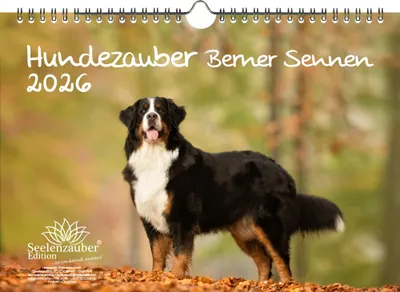 Produktbild von Hundezauber Berner Sennen DIN A4 Kalender für 2026 Welpen Hunde