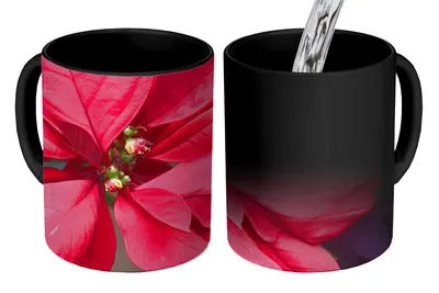 Obrázek produktu pro MuchoWow® Kouzelný pohár Poinsettia - Vánoční květina - Vánoce 350 ml Barva měnící se pohár Dárkový nápad - foto hrnek