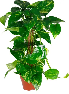 Produktbild von Scindapsus aureum am Moosstab, im 15cm Topf, Efeutute, Höhe ca. 50cm