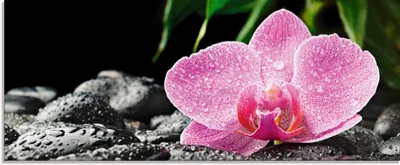 Produktbild von ARTland Glasbild Rosa Orchidee auf schwarzen Zen Steinen Größe: 125x50 cm
