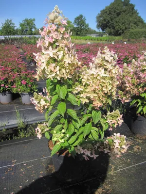 Produktbild von Hydrangea paniculata Confetti - Rispenhortensie Confetti - 40-60cm