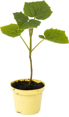 Produktbild von 2 x Paulownia "Nordmax 21" Blauglockenbaum im 15 cm Topf