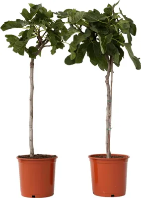 Produktbild von Feigenbaum - 2 Stk - Ficus Carica - Höhe 70-90cm - ⌀21cm
