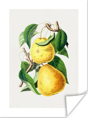 Produktbild von MuchoWow® Poster Birne - Obst - Vintage 90x120 cm - Wohnzimmer
