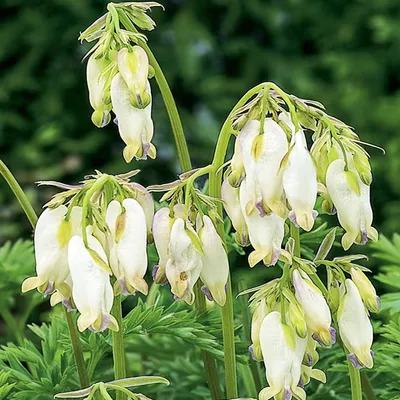 Produktbild von Herzblume Zierpflanzen Dicentra Formosa Aurora 1 St.